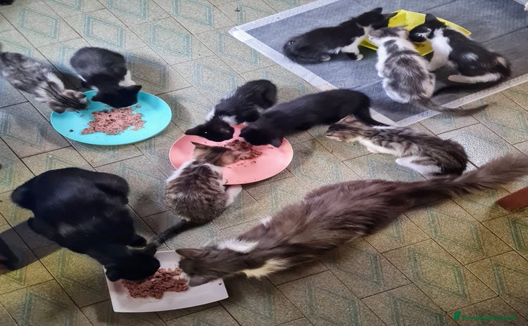 Altre razze gatti a Provincia di Reggio Emilia - Annuncio 19