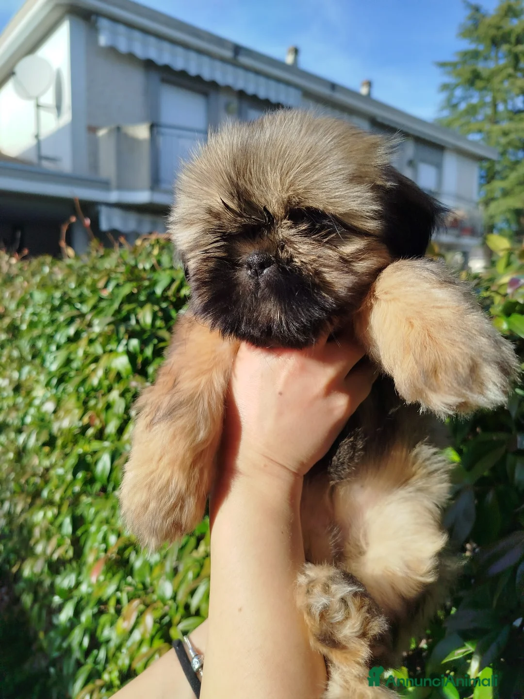 Shih Tzu cani in vendita: Ultima cucciola disponibile  a Provincia di Rieti - Annuncio 6
