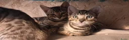 Bengala gatti in vendita: Cuccioli Bengala con pedegree a Provincia di Biella - Annuncio 5