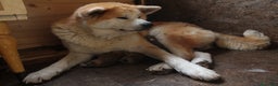 Akita Inu cani in vendita: Akita inu cucciolo - Annuncio 8