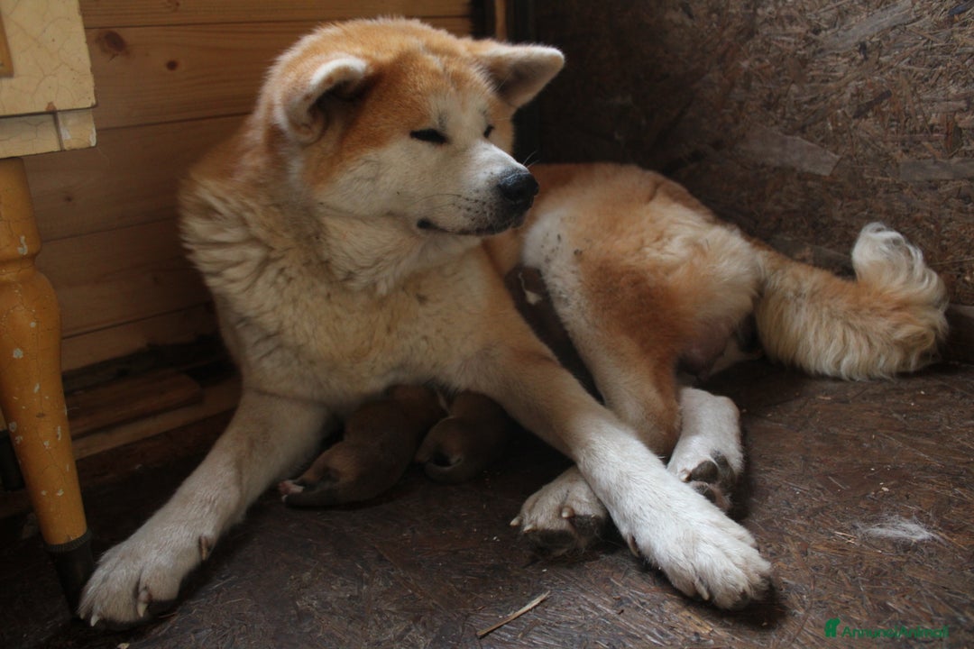 Akita Inu cani in vendita: Akita inu cucciolo - Annuncio 8