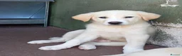 Meticcio cani in regalo: Tre cuccioli mix golden! (3 mesi)  - Annuncio 5