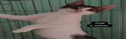 Europeo gatti in regalo: Tanti gattini desiderosi di trovare casa  a Provincia di Prato - Annuncio 2