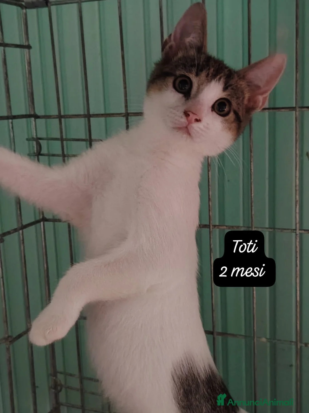Europeo gatti in regalo: Tanti gattini desiderosi di trovare casa  a Provincia di Prato - Annuncio 2