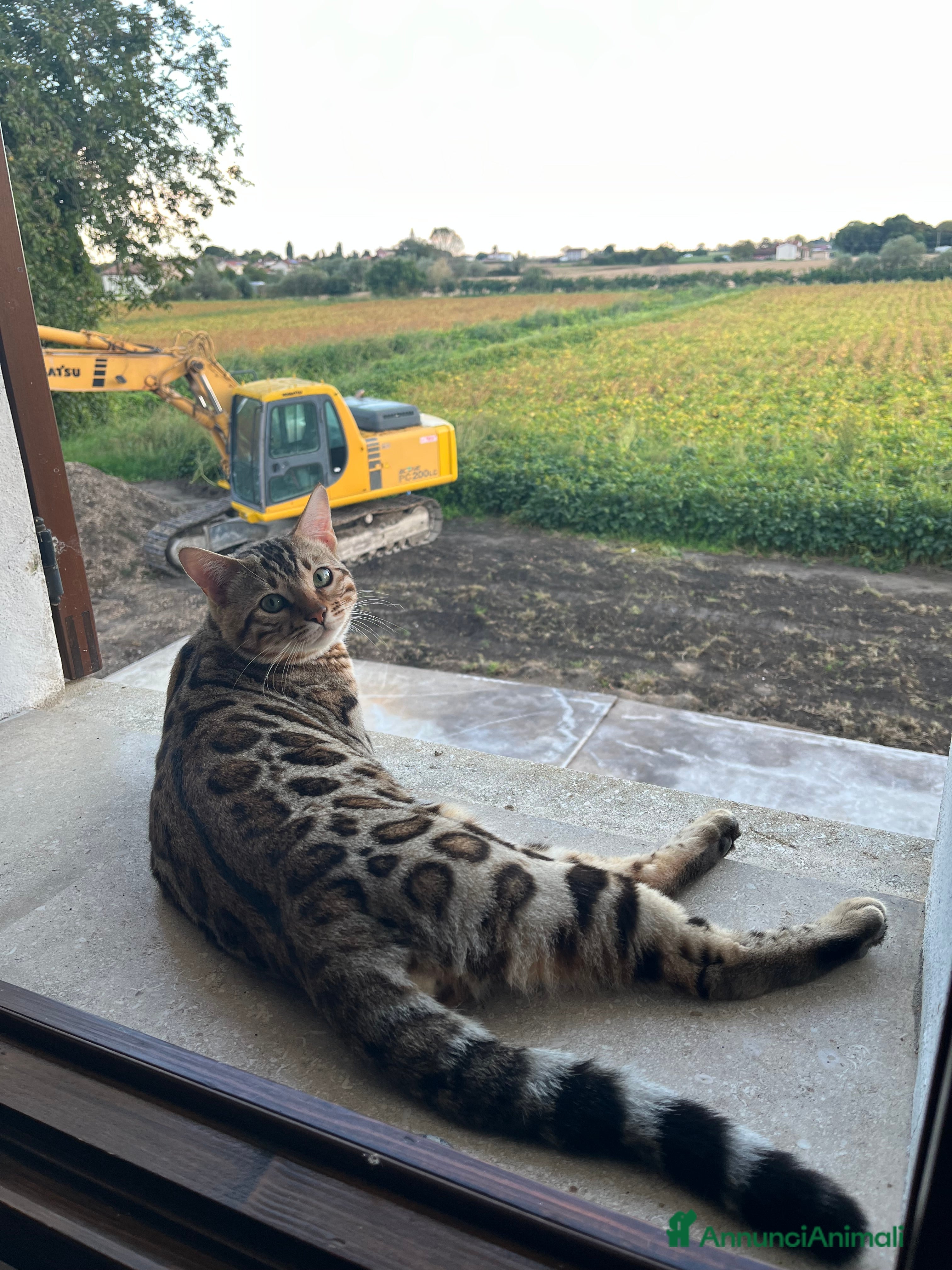 Bengala gatti per accoppiamento: Bengala maschietto per monta  - Annuncio 1