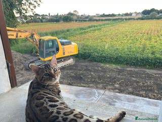 Bengala gatti per accoppiamento: Bengala maschietto per monta - Annuncio 1