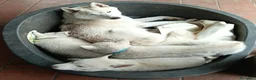Husky cani in vendita: Siberian husky  - Annuncio 3