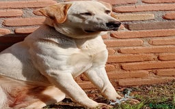 Labrador cani in regalo: Regalo Labrador  a Provincia di Frosinone - Immagine 2