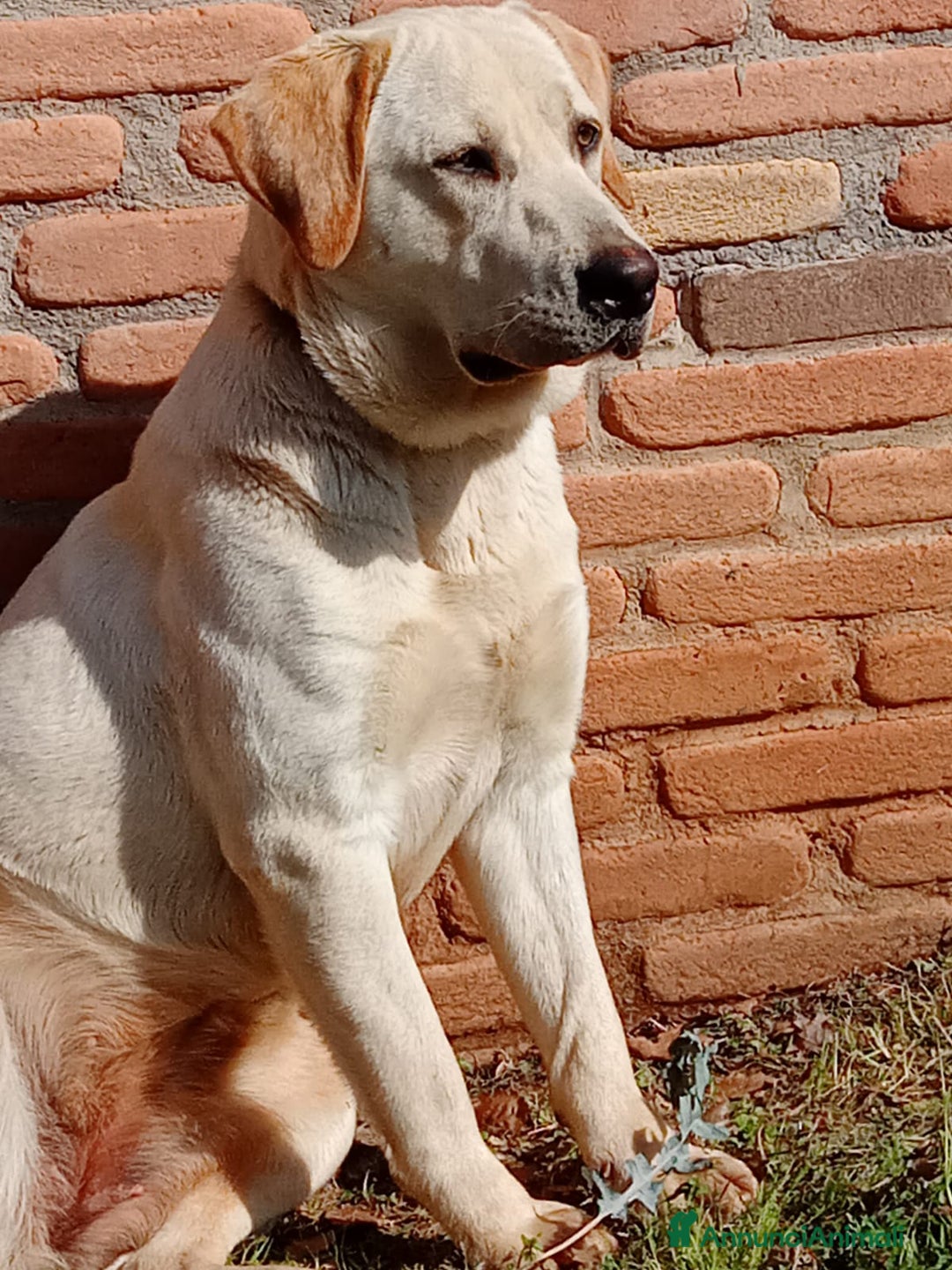 Labrador cani in regalo: Regalo Labrador  a Provincia di Frosinone - Immagine 2
