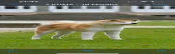 Akita Inu cani in vendita: Cucciolo Akita inu (Top Selection) a Città metropolitana di Roma Capitale - Annuncio 24