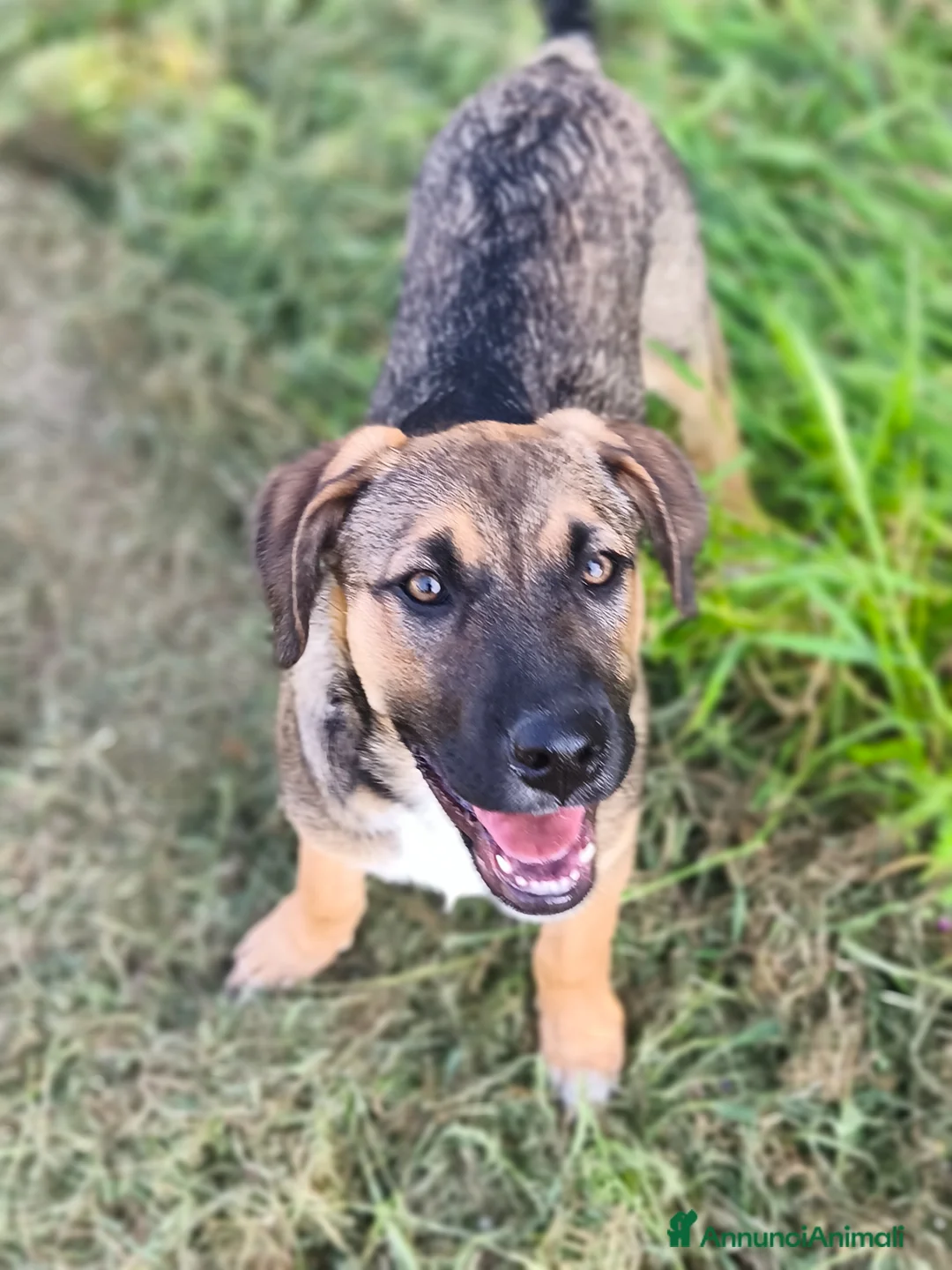 Meticcio cani in regalo: Fucsia un bellissimo fiorellino - Annuncio 1