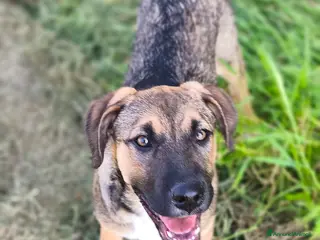 Meticcio cani Fucsia un bellissimo fiorellino - Annuncio 2