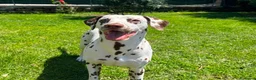 Dalmata cani in vendita: Prenotazione Cuccioli Dalmata – Pedigree ENCI a Città metropolitana di Roma Capitale - Annuncio 3
