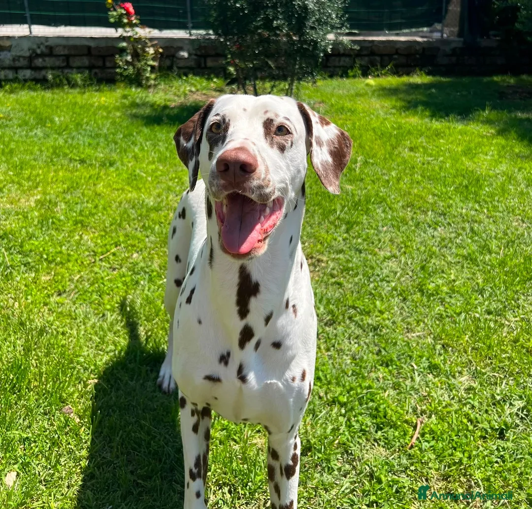 Dalmata cani in vendita: Prenotazione Cuccioli Dalmata – Pedigree ENCI a Città metropolitana di Roma Capitale - Annuncio 3