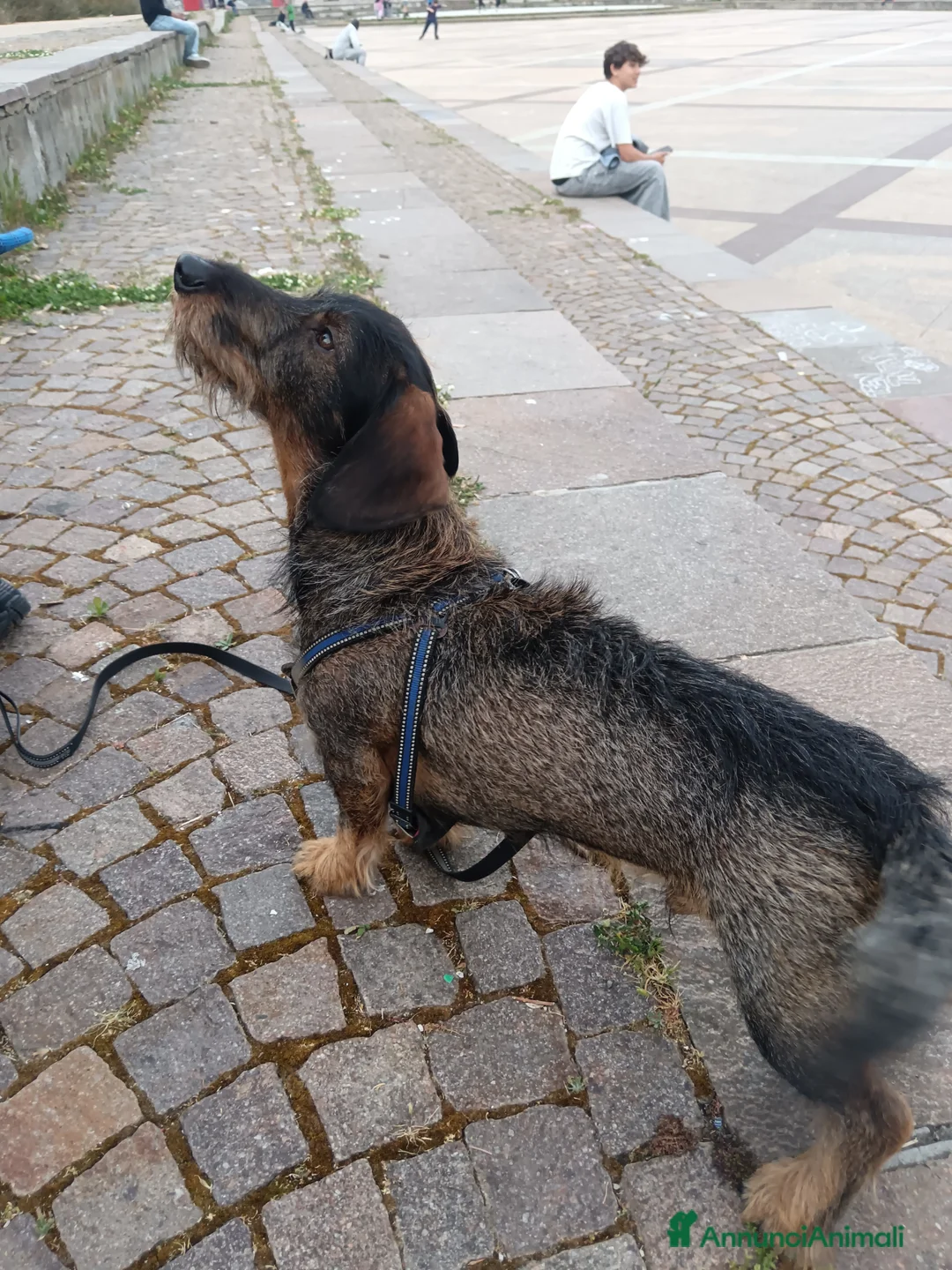 Bassotto cani per accoppiamento: Bassotto tedesco a Provincia di Livorno - Annuncio 3