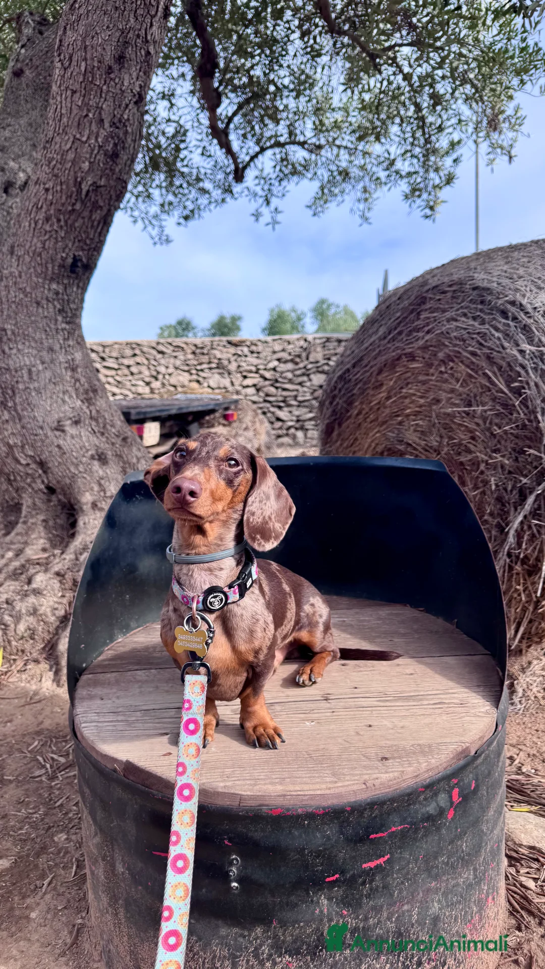 Bassotto cani per accoppiamento: Disponibile bassotto Arlecchino per monta - Annuncio 16