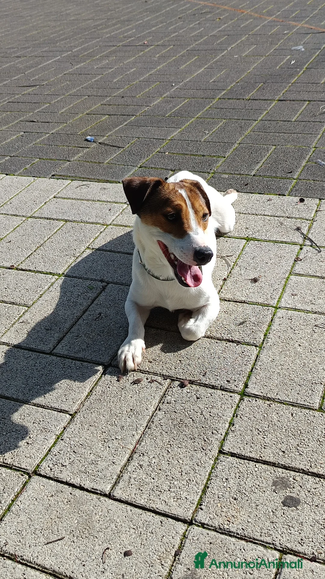 Jack Russell cani in regalo: Jack Russell  a Città metropolitana di Catania - Annuncio 1