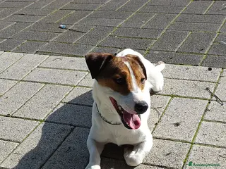 Jack Russell cani Jack Russell - Annuncio 1
