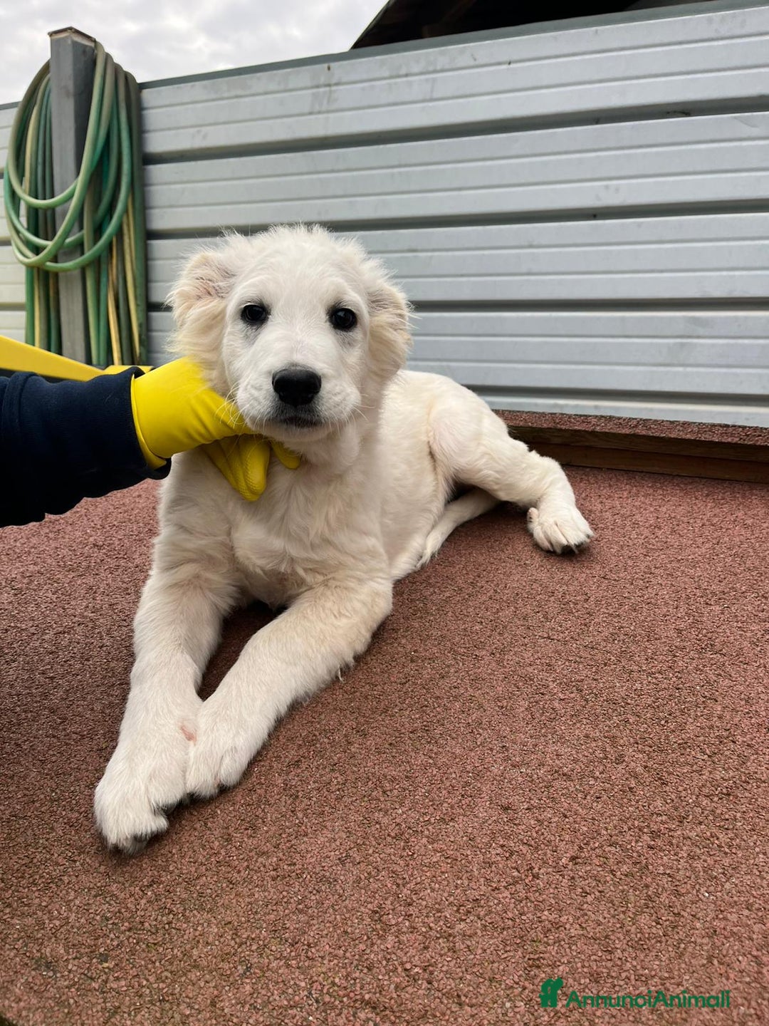 Meticcio cani in regalo: Cucciolo meticcio 3 mesi - Annuncio 1