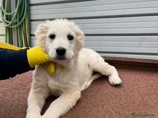 Meticcio cani Cucciolo meticcio 3 mesi - Annuncio 25