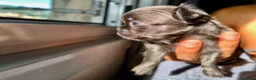Chihuahua cani in vendita: Cuccioli di chihuahua a pelo lungo Lilac e Blu  - Annuncio 5