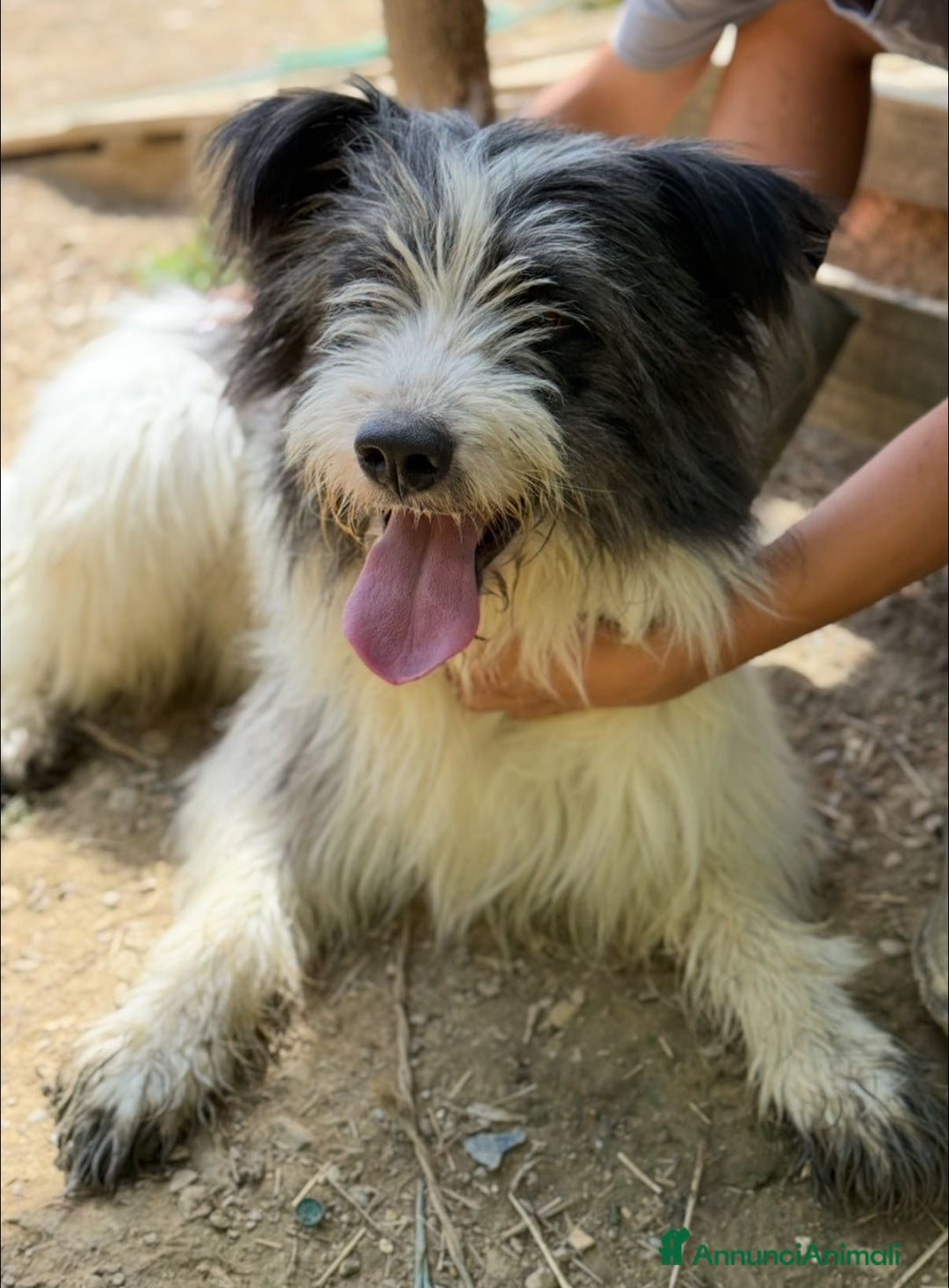 Meticcio cani in regalo: MORGAN, buffissimo cagnolone tutto pelo! - Annuncio 2