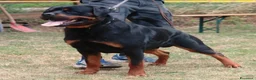 Rottweiler cani in vendita: Cuccioli rottweiler  - Annuncio 16