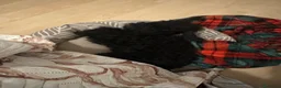 Barboncino Toy cani in vendita: Vendo barboncino toy 11 mesi Nero  - Annuncio 4