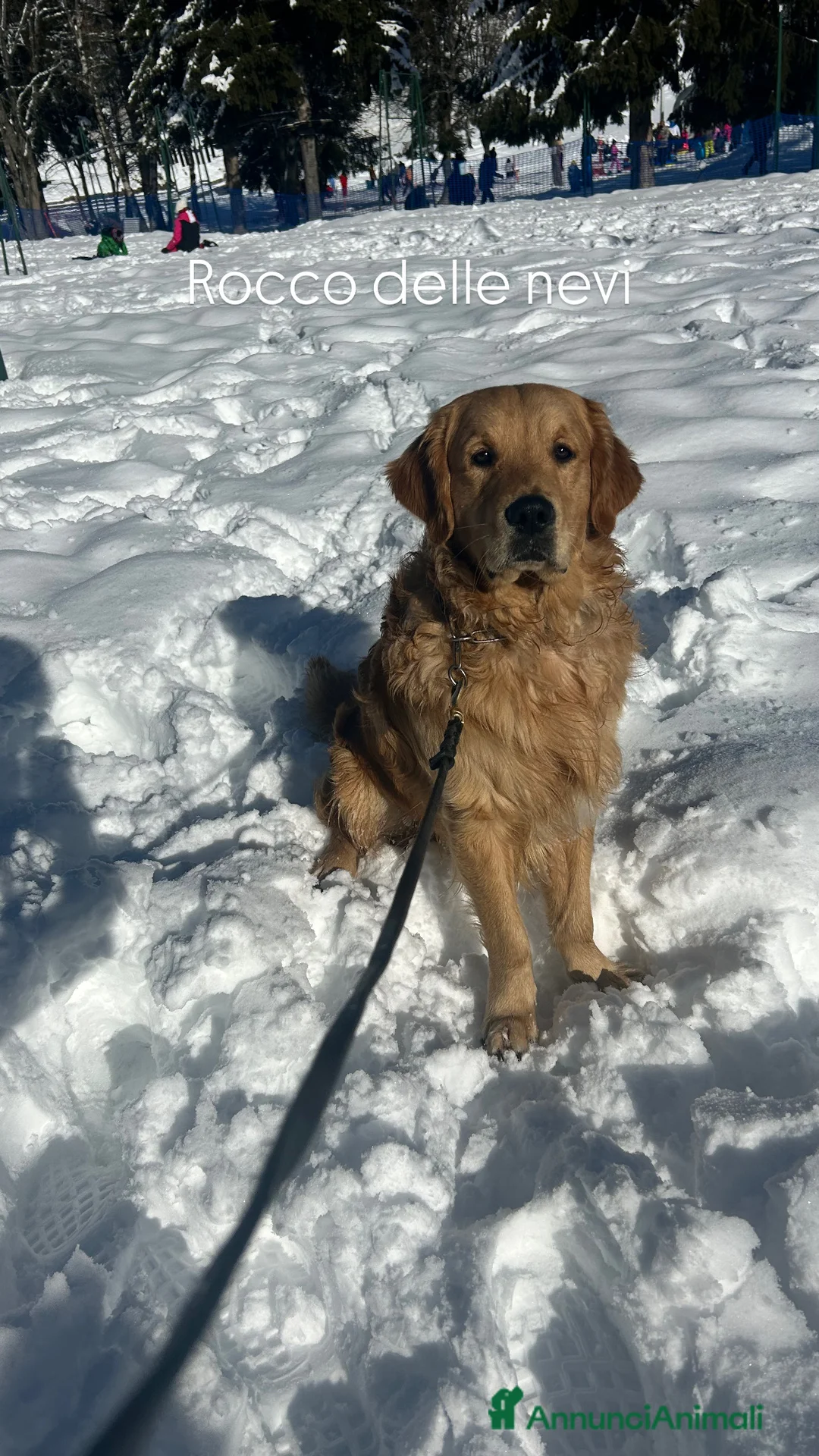 Golden Retriever cani per accoppiamento: Golden retriver americano per monta  - Annuncio 2