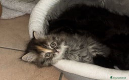 Persiano gatti in vendita: Gattina persiana normotipo tortie smoke a Provincia di Reggio Emilia - Immagine 3