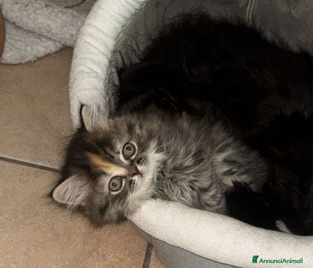 Persiano gatti in vendita: Gattina persiana normotipo tortie smoke a Provincia di Reggio Emilia - Immagine 3
