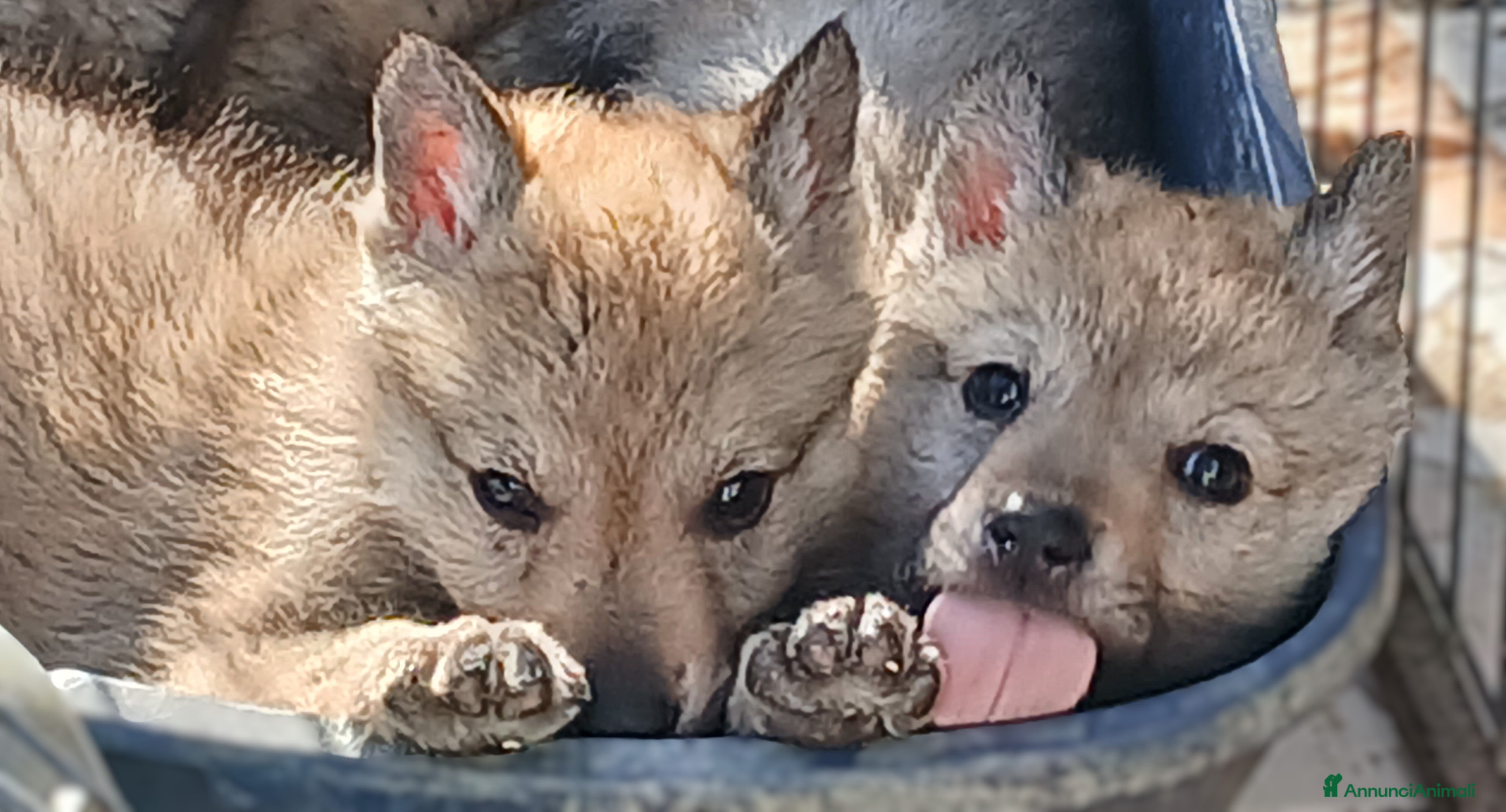 Lupo Cecoslovacco cani Cuccioli di lupo cecoslovacco - Annuncio 36