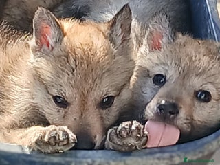 Lupo Cecoslovacco cani Cuccioli di lupo cecoslovacco - Annuncio 1