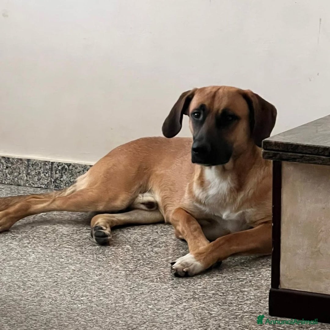 Segugio cani in regalo: THOR CERCA CASA mix segugio rhodesian  a Provincia di Latina - Annuncio 3