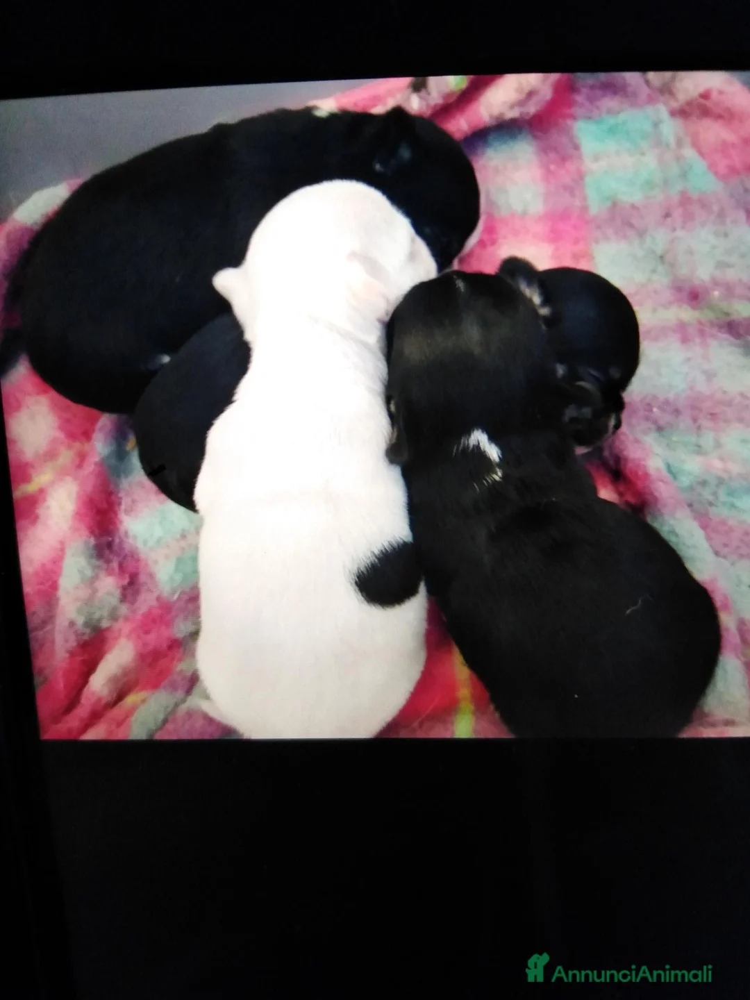 Chihuahua cani in vendita: Chihuahua cucciolo pelo corto  - Annuncio 3