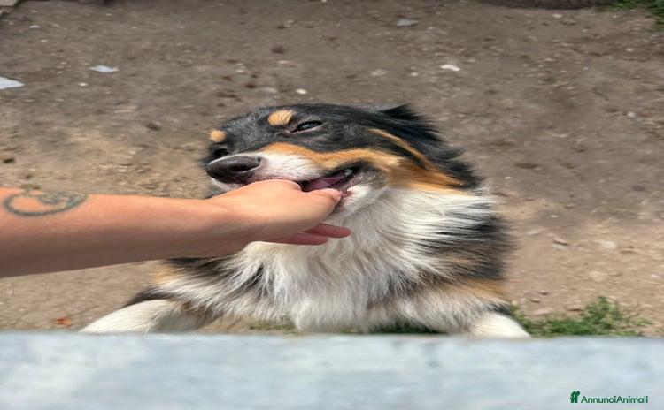 Australian Shepherd cani - Annuncio 15