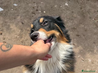 Australian Shepherd cani in vendita - Annuncio 1