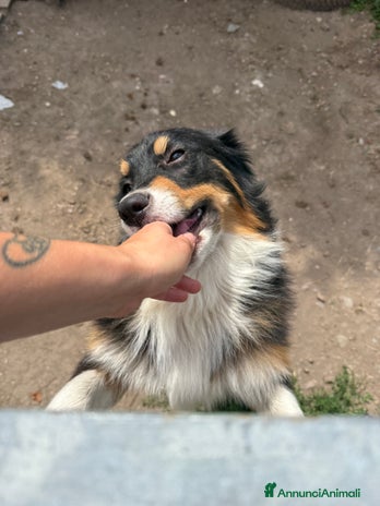 Australian Shepherd cani - Annuncio 12