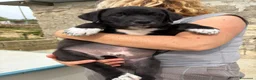 Meticcio cani in regalo: RUBEN, MAX, JANE E TOBY - Annuncio 3