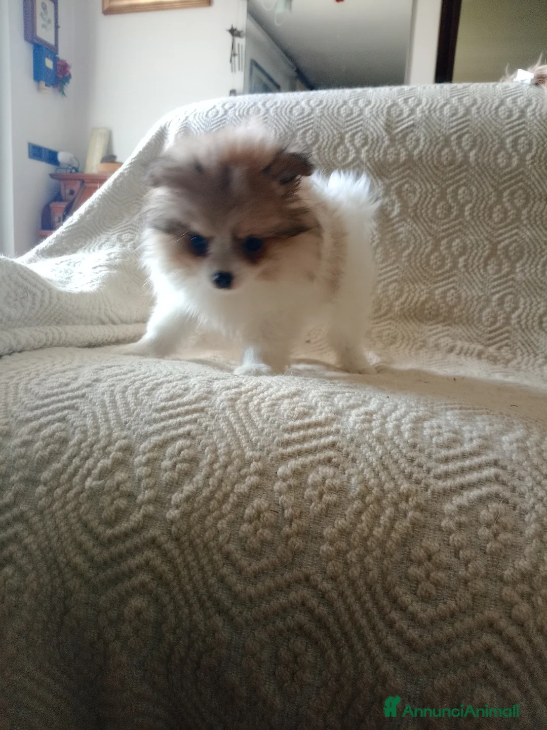 Spitz cani in vendita: Cuccioli volpino spitz  a Provincia di Como - Annuncio 2