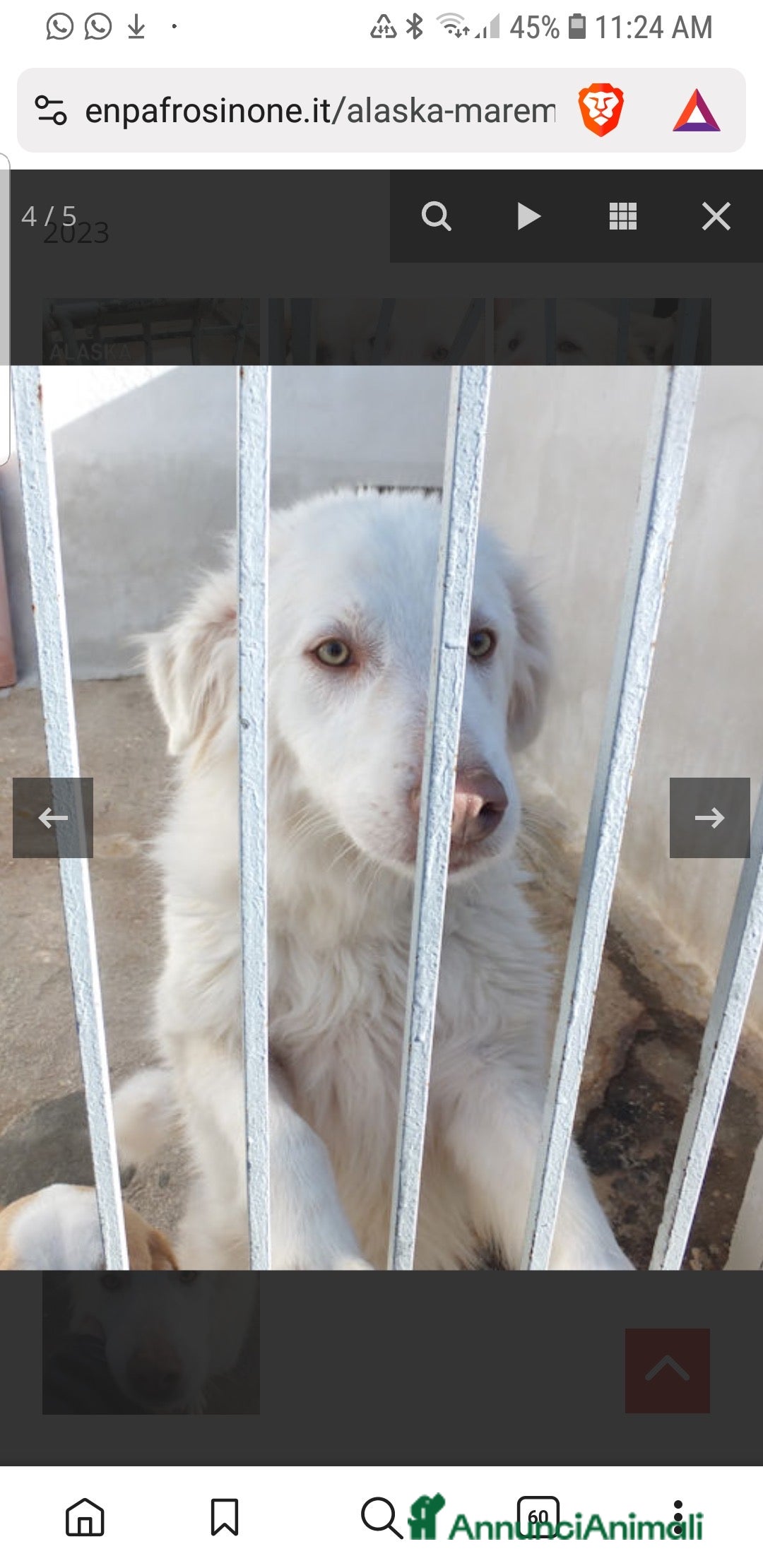 Meticcio cani in regalo: ADOZIONI DEL CUORE: buono e gentile…ti aspetta - Annuncio 4