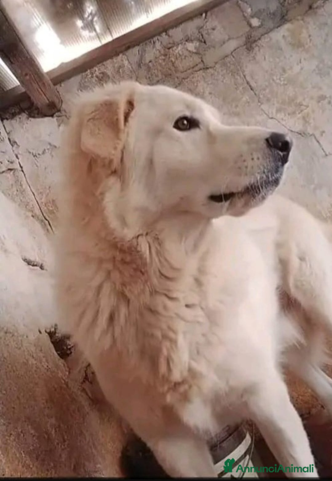 Pastore Maremmano cani in regalo: Maremmano giovane vive in piccolo spazio.CALABRIA a Città metropolitana di Milano - Annuncio 2