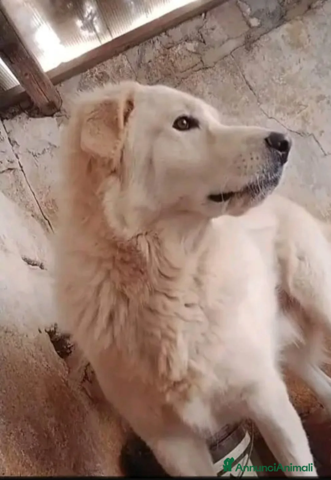 Pastore Maremmano cani in regalo: Maremmano giovane vive in piccolo spazio.CALABRIA a Città metropolitana di Milano - Annuncio 2