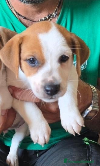 Jack Russell cani Cuccioli jack russell terrier pelo liscio e ruvido - Annuncio 2