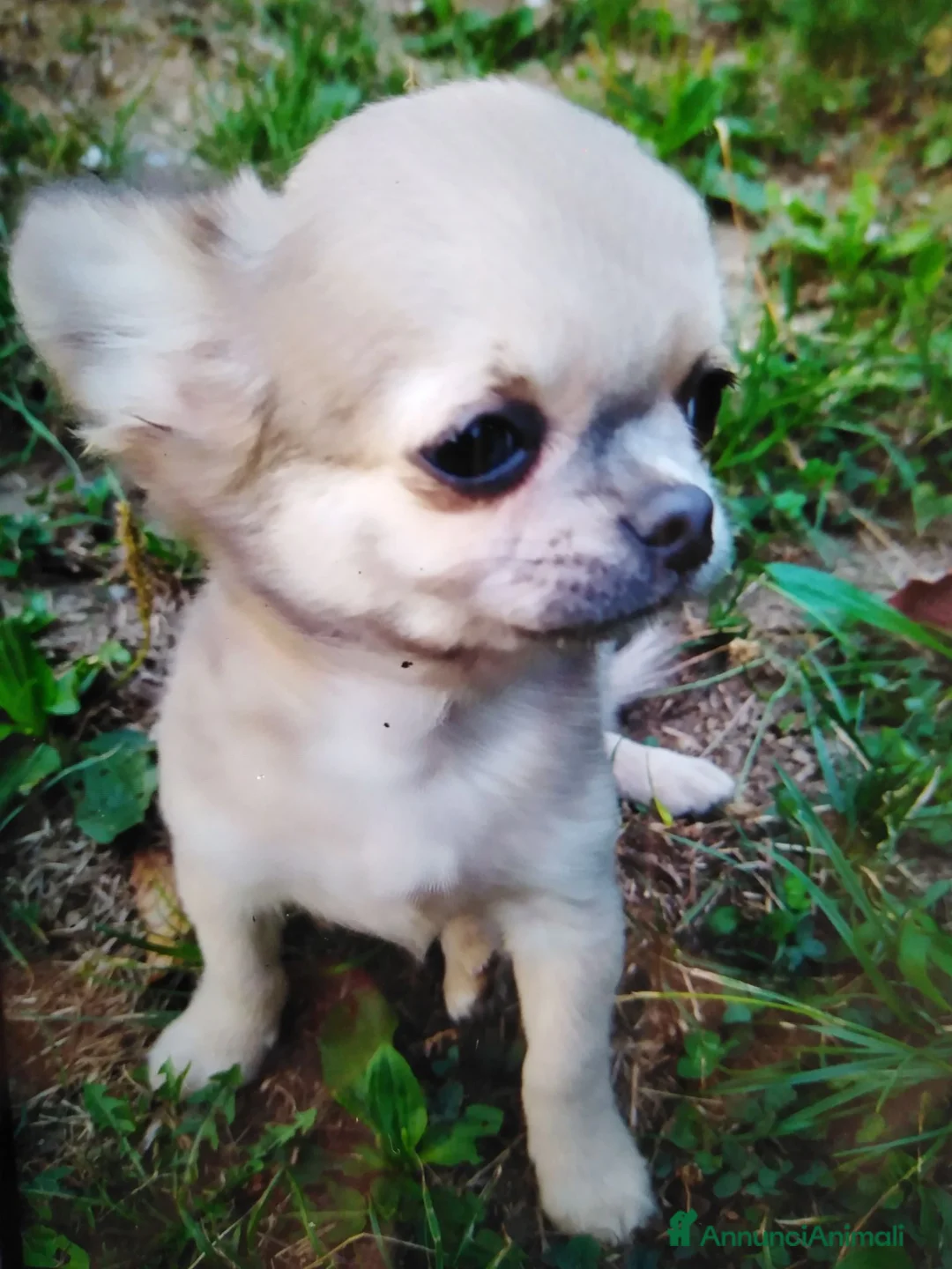 Chihuahua cani in vendita: Chihuahua cucciolo maschietto pelo lungo  - Annuncio 10