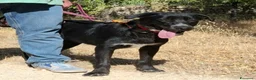 Meticcio cani in regalo: Merdida cerca casa  - Annuncio 4