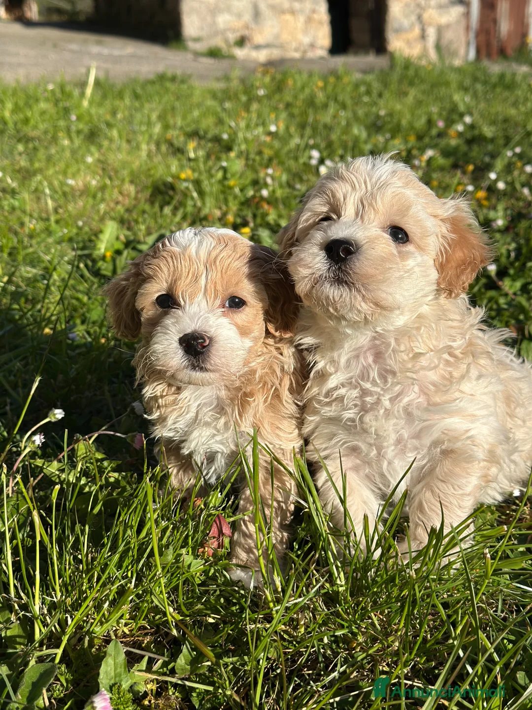 Maltipoo cani in vendita: Cuccioli di Maltipoo - Annuncio 1