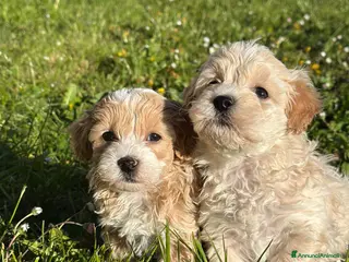 Maltipoo cani Cuccioli di Maltipoo - Annuncio 2