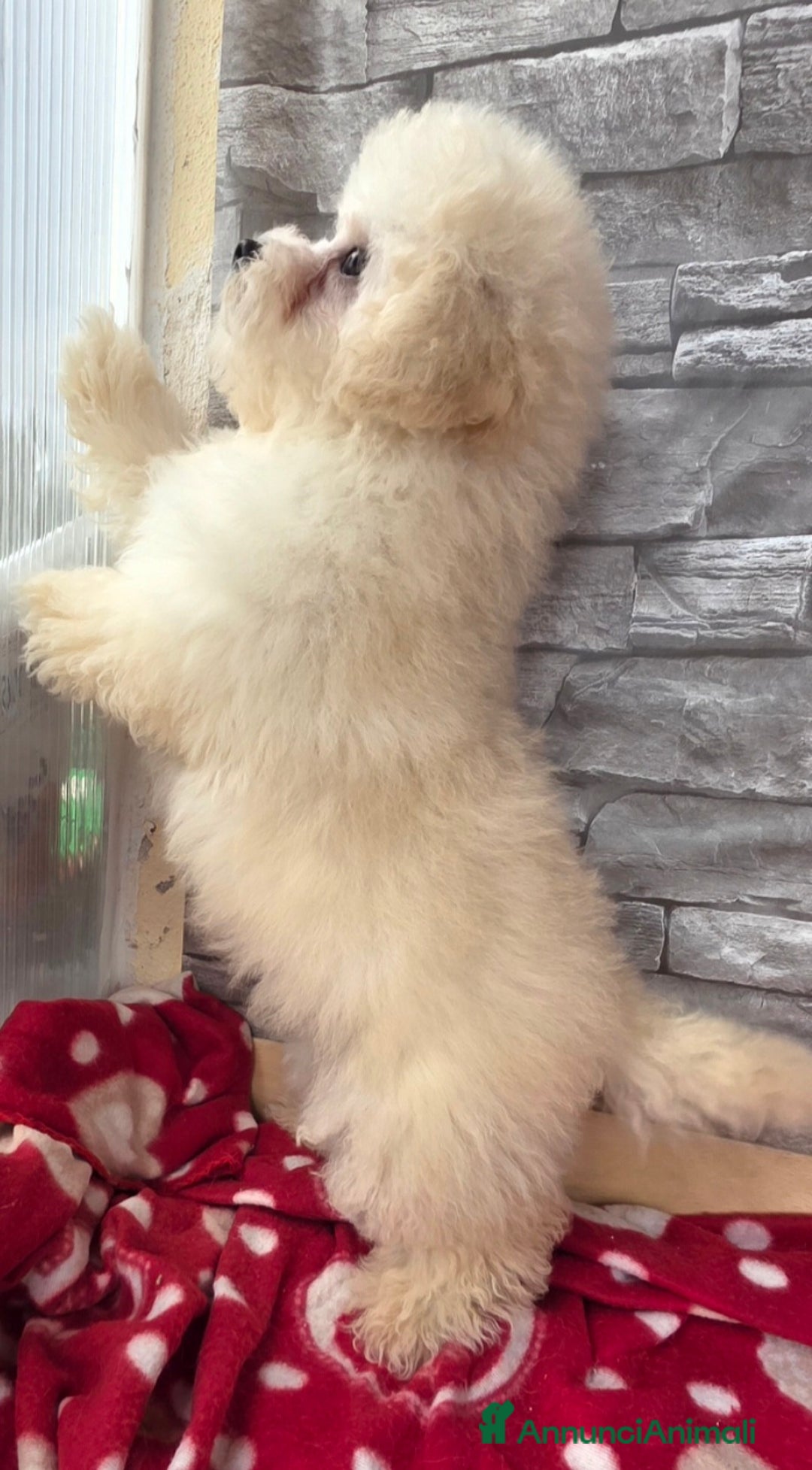 Meticcio cani in vendita: Maltipoo  - Annuncio 14