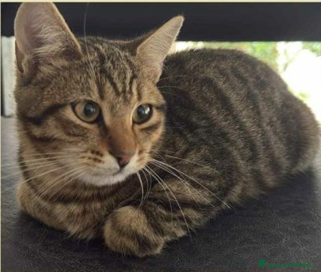 Europeo gatti in regalo: Tenero micino in adozione , JIMMY! - Annuncio 4